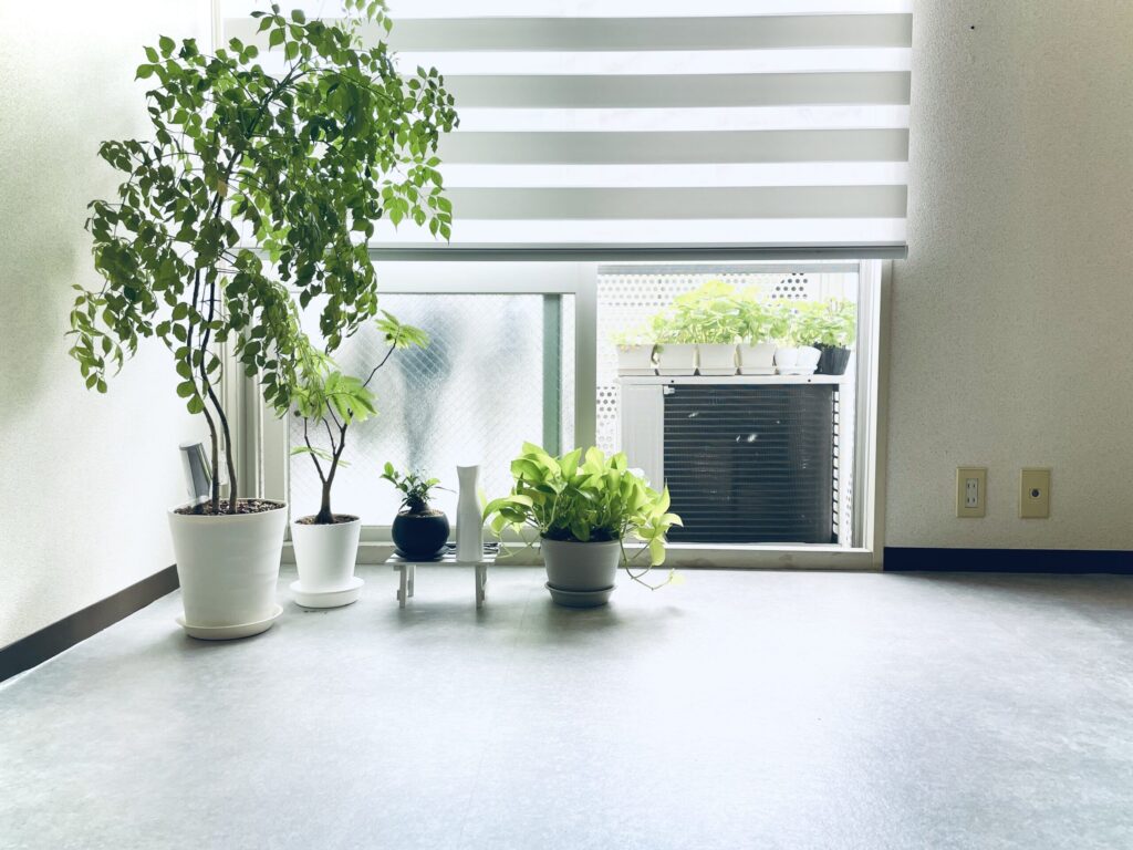 観葉植物